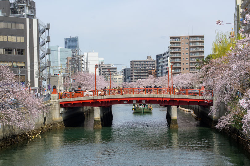 太田橋と川と桜と遊覧船