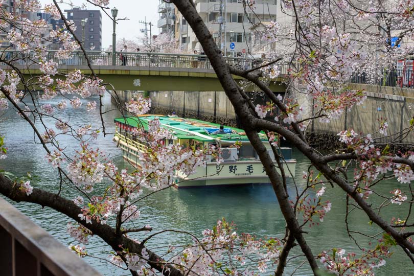 川と遊覧船と桜
