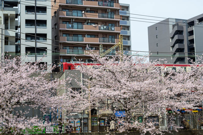 桜と背景に赤い京急電車