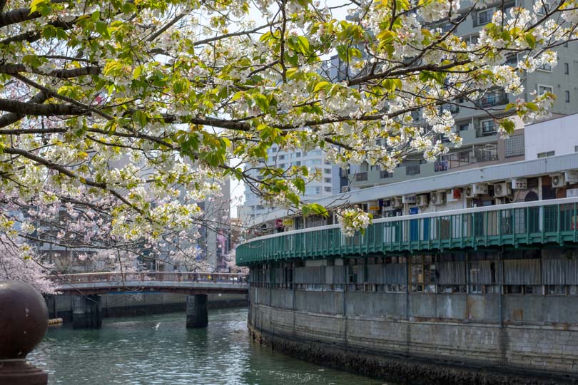 川と都橋商店街と桜