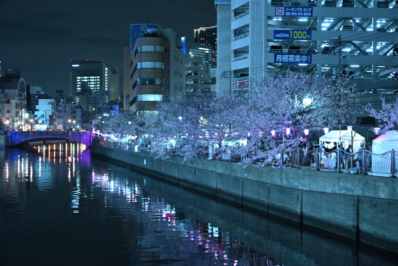 ライトアップされた大岡川プロムナードの桜と屋台