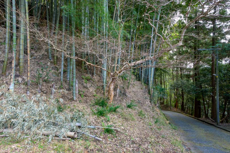 林道に入る前の舗装路