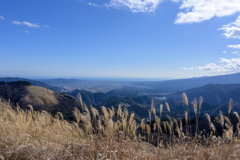 手前にすすき、丹沢の山々、相模湾。