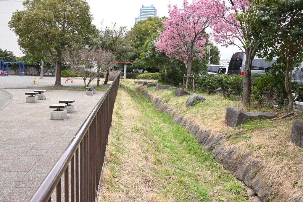 星野町公園にある河津桜と神奈川台場時代の石垣