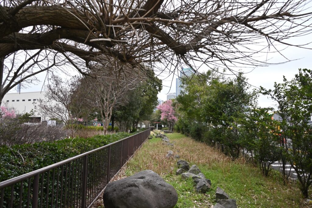星野町公園にある河津桜と神奈川台場時代の石垣
