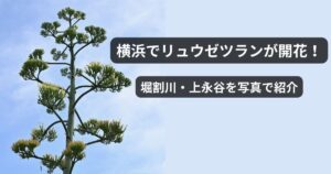 横浜でリュウゼツランが開花！堀割川・上永谷を写真で紹介